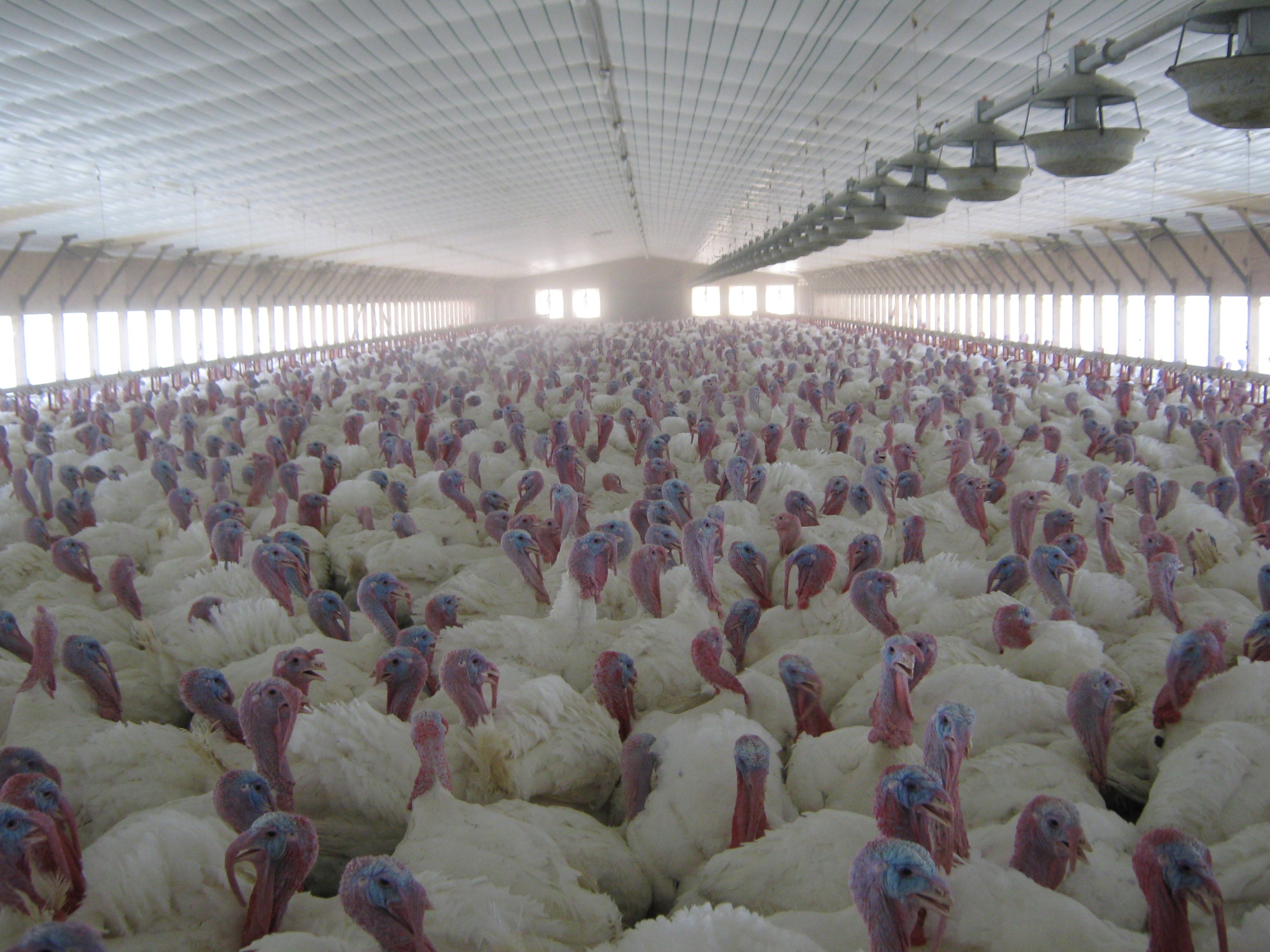 how to start turkey farming in bangladesh